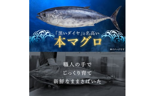 鹿児島県産本マグロ トロ＆赤身 3種セット 合計1.2kg