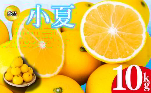 【2026年4月より発送】 小夏 優品 10kg 高知県産 早期予約 予約受付中 期間限定 季節限定 限定 旬 みかん ミカン サマーオレンジ 贈答用 贈り物 プレゼント KJS022