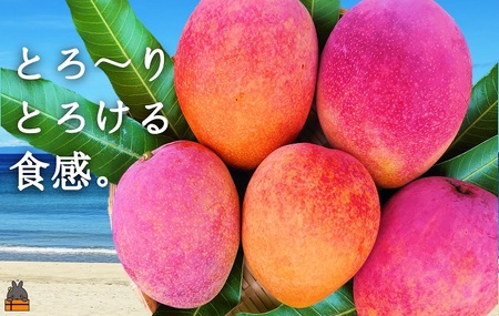 ≪先行予約≫てぃだ（太陽）を浴びて育った徳之島産完熟マンゴー（1kg）( マンゴー フルーツ 果物 完熟 無加温 徳之島 世界自然遺産 美味しい とろける 旬 贅沢 糖度 南の島 )