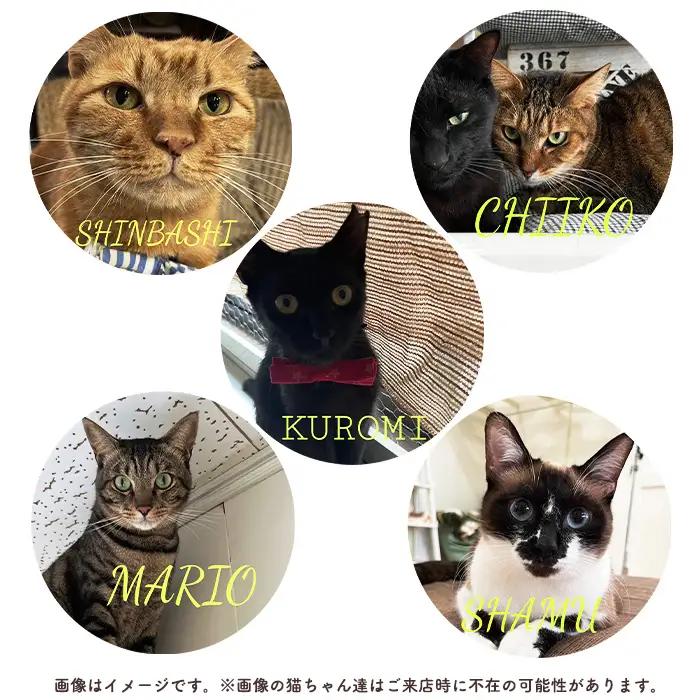 デザートセットチケット2枚 ／ hinacafe 猫カフェ スイーツ ドリンク 保護猫 遊び 触れ合い 写真撮影 まったり 癒し 山口県 No.204