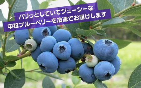 ブルーベリー 冷凍 2袋 (500g✕2) 計 1kg | ブルーベリー ブルーベリー ブルーベリー ブルーベリー ブルーベリー ブルーベリー ブルーベリー