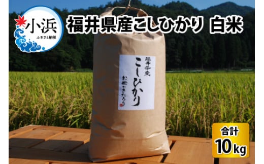 【先行予約】【令和6年産 新米】 福井県産こしひかり 白米 10kg【2024年9月中旬より順次発送】