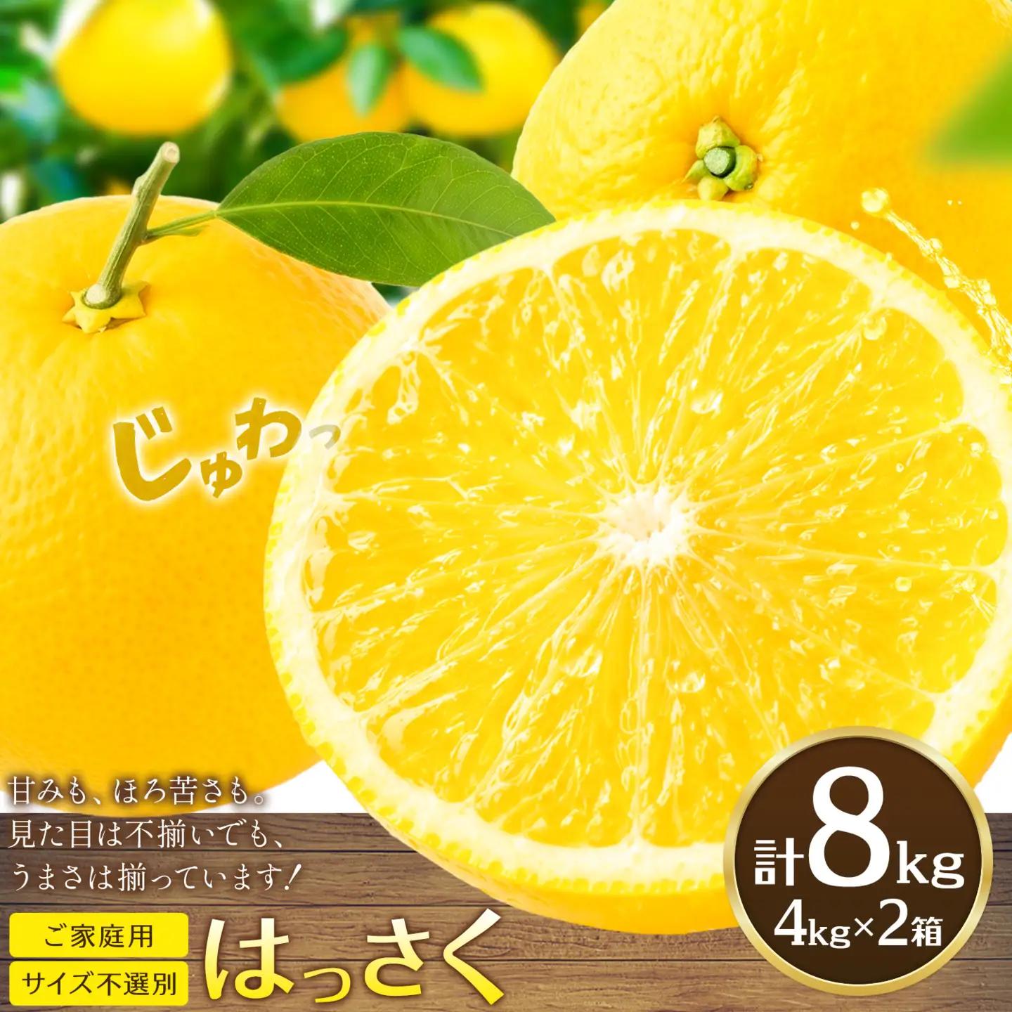 はっさく4kg 2箱 ご家庭用 八朔 