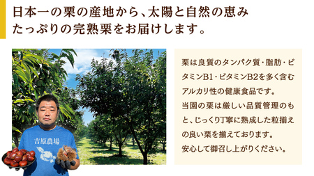 【 吉原農場 の 完熟栗 】 熟成 焼き栗 4袋 ( 200g × 4袋 ) ( 200g × 4袋 ) 完熟 栗 くり クリ 栗ごはん 贈答 ギフト 果物 フルーツ 数量限定 旬 秋 冬 正月 おせ