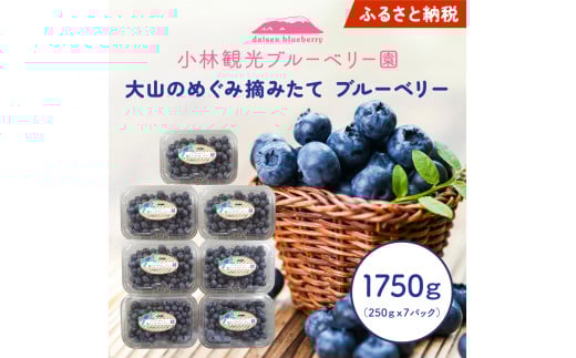 KB-02 大山のめぐみ摘みたてブルーベリー　1750ｇ