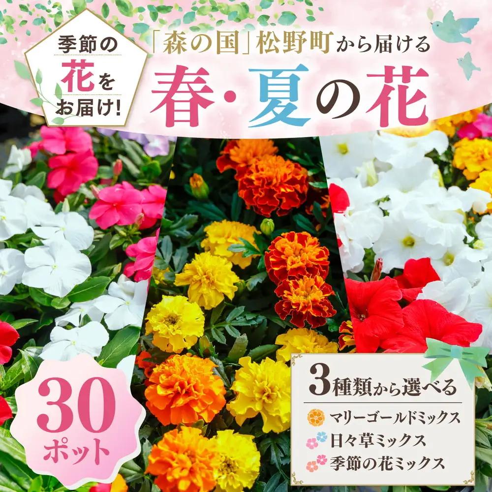 【春・夏】【選べる3種】森の国から届ける花苗ポット（30ポット） | 花 花壇 苗 ベランダ マリーゴールド 日々草 季節の花 ※2026年3月～発送