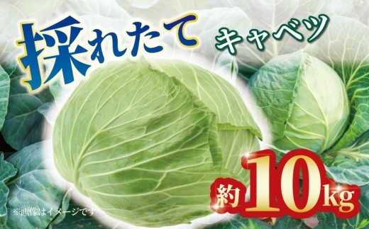 【予約】 キャベツ 約10kg 4玉 ～ 8玉 野菜 新鮮 サラダ 千切り 旬 お好み焼き ロールキャベツ スープ 野菜炒め 浅漬け 味噌汁 回鍋肉 常備菜 春キャベツ 冬キャベツ グリーンキャベツ 香川県 丸亀市
