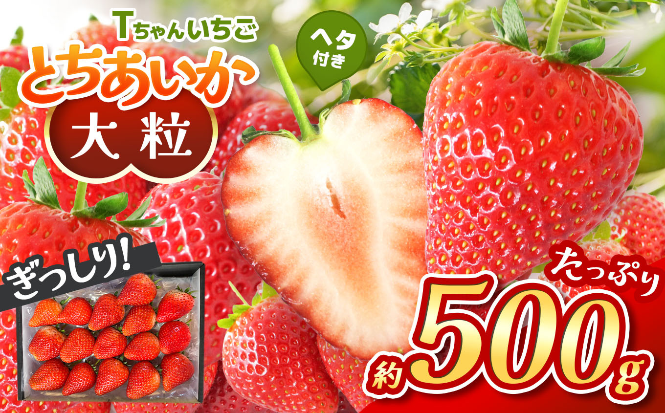 
            【先行予約】ぎっしり とちあいか 500g 大粒(サイズ不揃い)
          