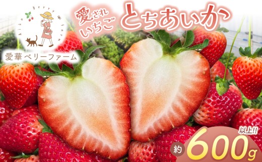【先行予約】【2月発送】いちご王国の愛され苺 とちあいか 300ｇ以上2パック（平パック）｜2027年 先行予約  2月 苺 いちご イチゴ ストロベリー strawberry 厳選 手作り 特産品 美味しい おいしい 旨い 美味い 人気 旬 新鮮 栃木県 真岡市 送料無料