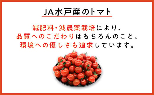 454 ミニトマト 1.5kg 甘い JA 水戸 茨城 2026年8月頃から順次発送予定