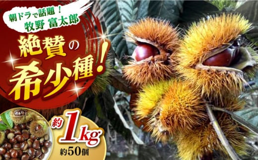 【先行予約】ほくほく甘い！熟成した夢甘栗 高級生栗＜秀品規格＞ 約1kg (約50個前後)＜2026年10月中旬〜発送＞ 栗 くり 季節 秋 旬頃 直送【仁淀川流域夢甘栗生産者組合 くり蔵】 [ATDR002]