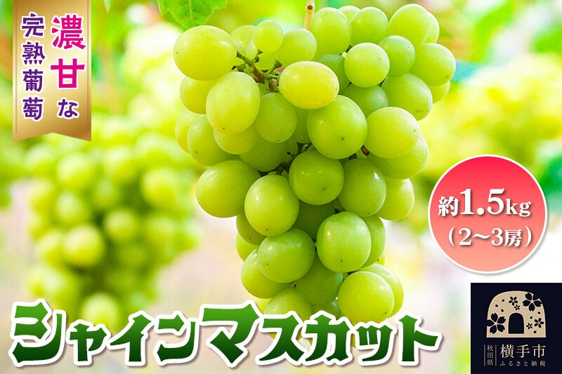 【先行受付】9月中旬より発送 横手市大沢地区産のぶどう（シャインマスカット）約1.5kg（2～3房）濃甘な完熟葡萄 [先行予約 ぶどう ブドウ 葡萄 果物 フルーツ 横手産 秋田産 秋田県産]