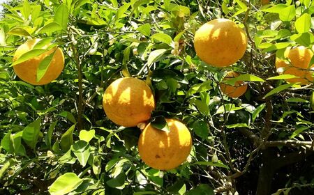 【栽培期間中農薬不使用】【先行受付】【数量限定】農園直送！愛媛県産サンフルーツ 5kg （2026年4月上旬頃より順次発送） IKTG011