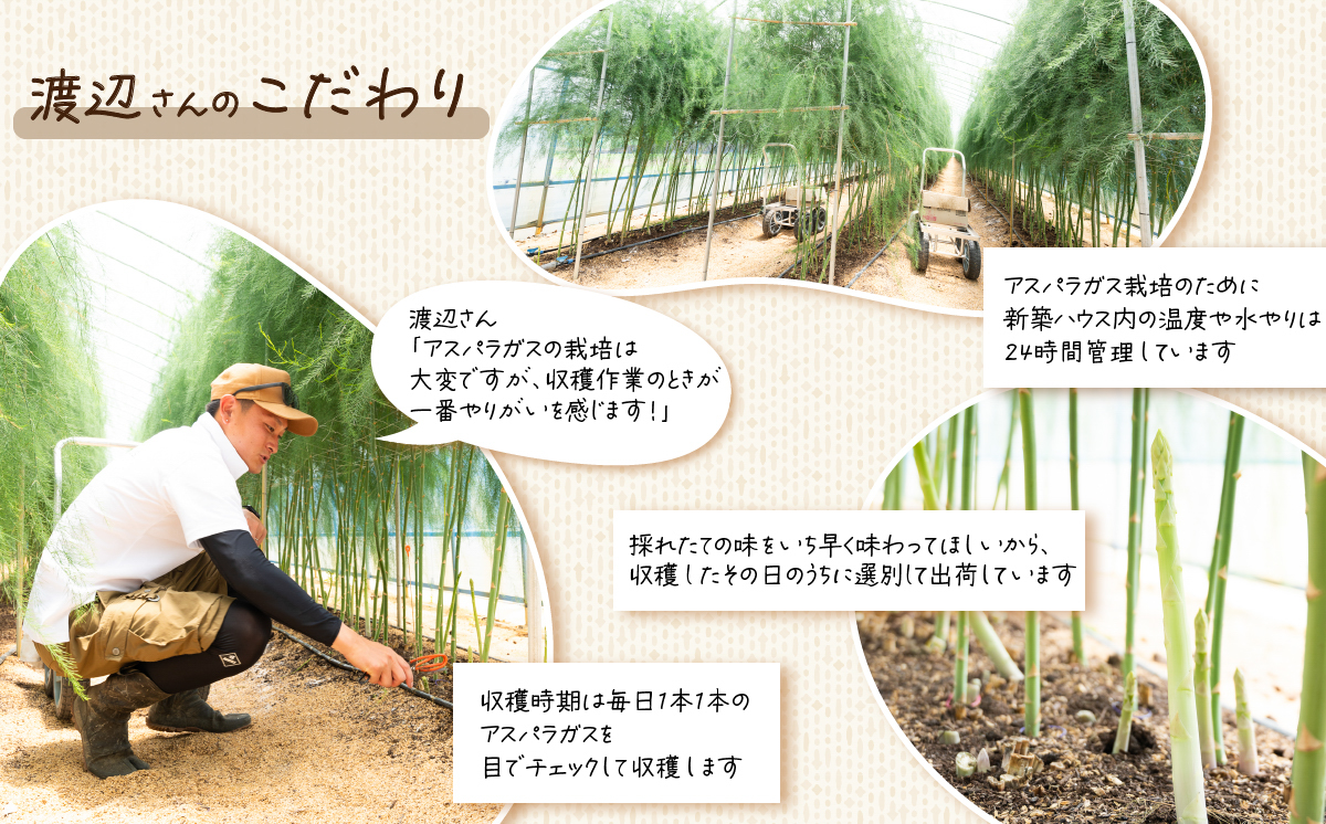 朝採りアスパラガス 1kg M〜Lサイズ ハウス栽培 春芽 26年3月下旬〜5月発送 【 先行予約 グリーンアスパラ 野菜 サラダ 農家直送 産地直送 】