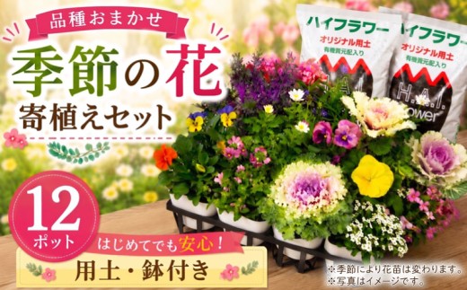 品種 おまかせ 12ポット 季節のお花  花 ガーデニング 簡単 園芸 花苗 お花 寄植え 鉢花 鉢植え 鉢あり 土あり セット ミックス 母の日 敬老の日 プレゼント ギフト 庭 植物 ハイフラワー 埼玉県 羽生市
