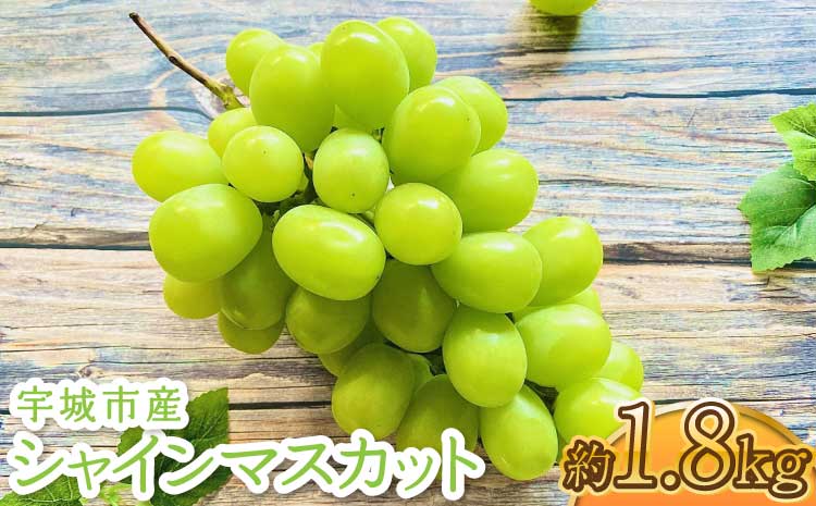 【先行予約】 宇城市産 シャインマスカット 約1.8kg フレッシュダイレクト【2026年7月下旬〜8月下旬頃順次発送予定】