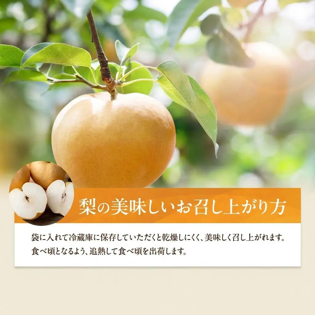 梨 2026年 先行予約 あたご梨 3～9玉 合計約4.5kg 贈答箱 岡山県産 梨
