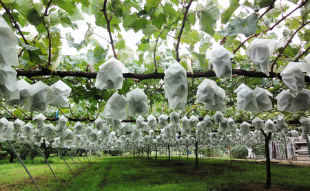 2026年産先行予約 粒シャイン300g×4　シャインマスカット 果物類 ぶどう フルーツ 果物 長野市