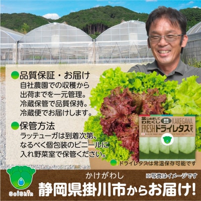 リーフレタスパウダー計10gと掛川ラットューガ5種×1株セット【配送不可地域：離島・北海道・四国・九州】【1699744】