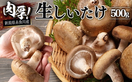 11月以降順次発送【期間限定】生しいたけ 肉厚500ｇ（約9～12個）【お申込期限3月31日まで】ジャンボ手のひらサイズ  焼山しいたけ園 農園直送 新鮮 椎茸 シイタケ お取り寄せ グルメ 国産 糸魚川 新潟県 しいたけ 椎茸  キノコ きのこ 茸