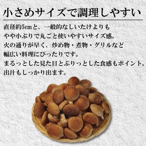 生しいたけ 小サイズ 1.5kg しいたけ