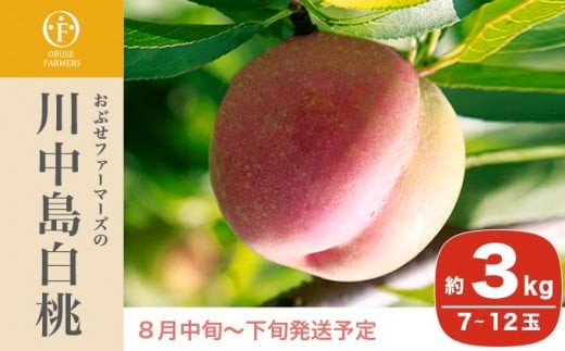 
                  先行受付 川中島白桃 約3kg 7～12玉 ［おぶせファーマーズ］桃 もも モモ フルーツ 果物 クール便 冷蔵便 長野県産 信州産 期間限定 数量限定 令和8年産【2026年8月中旬～下旬発送】[F-19]
                