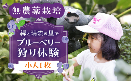 【食べ放題】ブルーベリー狩り体験チケット（小人 1枚）4歳～6年生まで ブルーベリー 摘み取り 体験 ブルーベリー狩り フルーツ狩り 時間 無制限 下呂市【106-2】