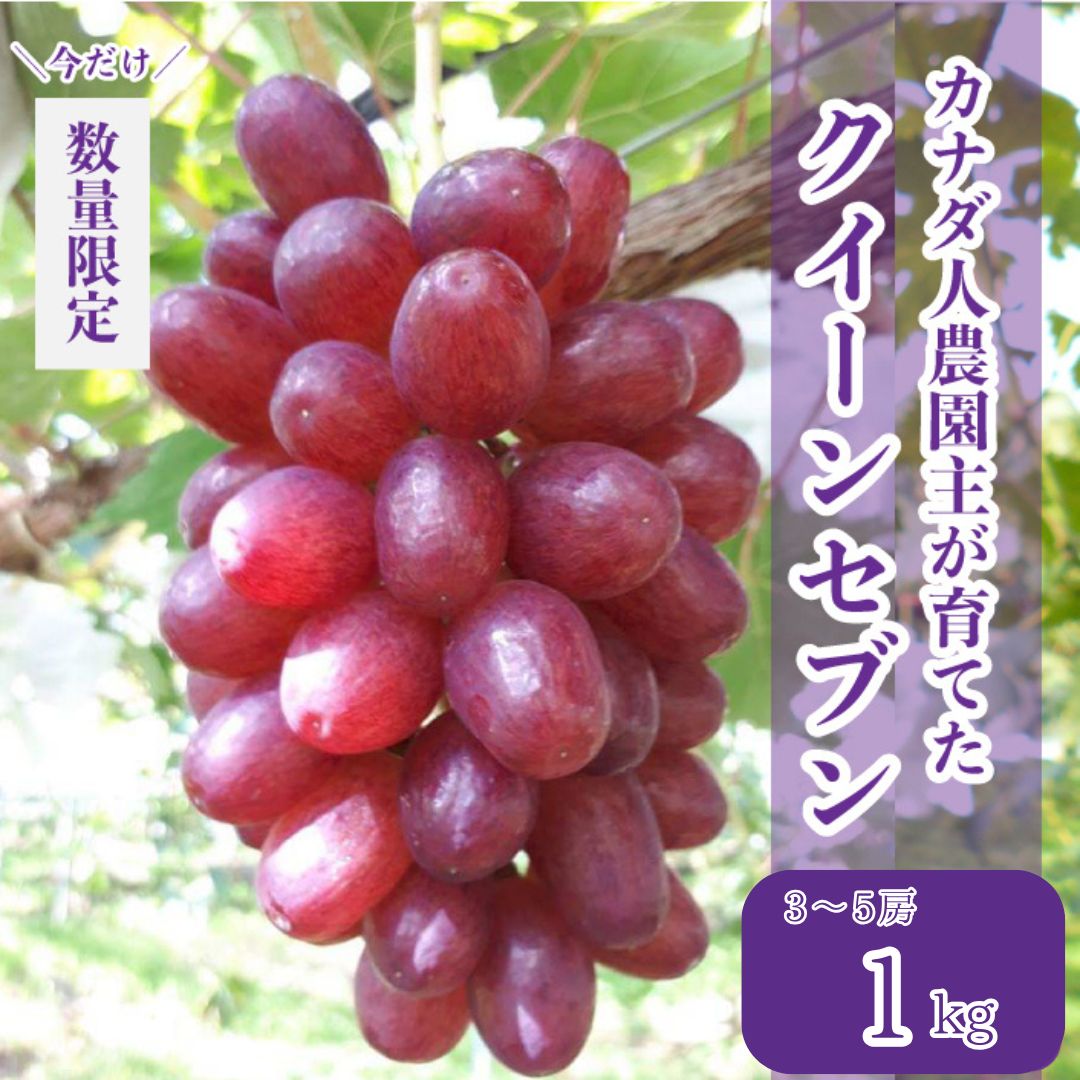 【ふるさと納税】皮ごと食べられるクイーンセブン 約1kg(3～5房)【先行予約・数量限定】カナダ人農園主 ぶどう ブドウ マスカット クイーンセブン フルーツ 果物 くだもの 産地直送 世羅 ラピアビンヤード【2025年8月下旬以降順次発送】A021-06