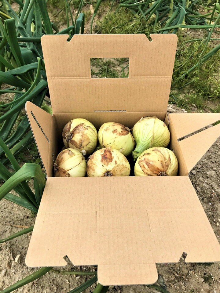 【ふるさと納税】【期間限定】島玉ねぎ（新玉ねぎ）2.5kg+白米（きぬむすめ）10kg発送3月～