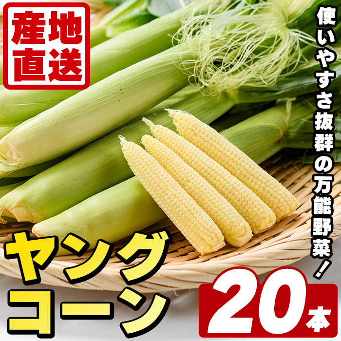ヤングコーン (20本) 国産 野菜 ヤングコーン 鹿児島県産 阿久根市産 天ぷら フライ 中華炒め 肉巻き 【うとさんち】akn067-17