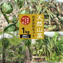 【 2024年 令和6年産 先行予約 】天然山菜おまかせセット1kg（3種類以上） わかば屋 | 山形県 鶴岡市 山形 鶴岡 楽天ふるさと 納税 支援 東北 返礼品 山菜 野菜 やさい お取り寄せ ご当地 特産品 食品 食べ物 食料品 取り寄せ さんさい 山の幸 天然山菜