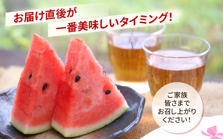 【先行予約】大玉スイカ「夏の天使」 1玉入 （L～2L）抜群の糖度で甘い！／ 期間限定 果物 フルーツ 西瓜 産地直送 ※2025年7月中旬より順次発送 [aw003-a002]