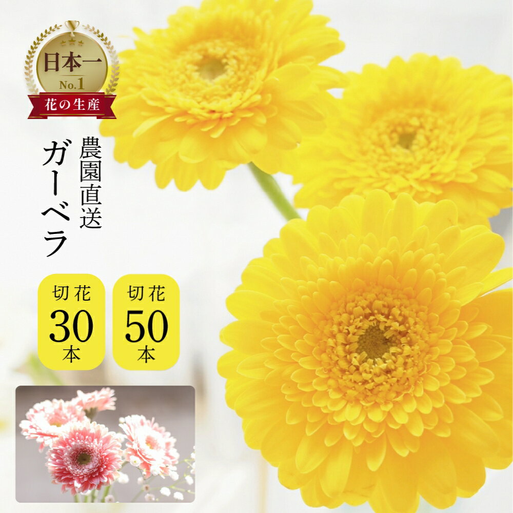 【ふるさと納税】近藤フラワーガーデン 農園直送 ガーベラ切花30本　生花 ギフト プレゼント 愛知県 田原市