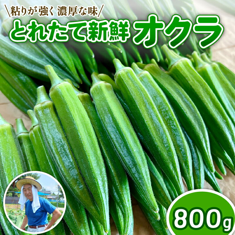 【ふるさと納税】 オクラ 8袋 1袋あたり8本 新鮮 朝採り 採りたて 800g 令和7年産 おくら 特産品 野菜 夏野菜 つぐちゃん畑 新潟 新潟県 新発田産 新発田市 tsuguchan001