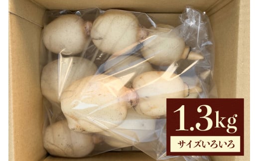 れんこん 1.3kg (サイズいろいろ) 蓮根 レンコン 国産 野菜 旬 根菜 料理 1kg以上 産地直送 産直 送料無料 いばらきみどり認定取得 (G272)