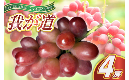 我が道 4房 ＜2026年9月より順次発送予定＞ (県内共通返礼品:かすみがうら市産)  先行予約 ぶどう ブドウ 葡萄 フルーツ 茨城 新鮮 (BR107)
