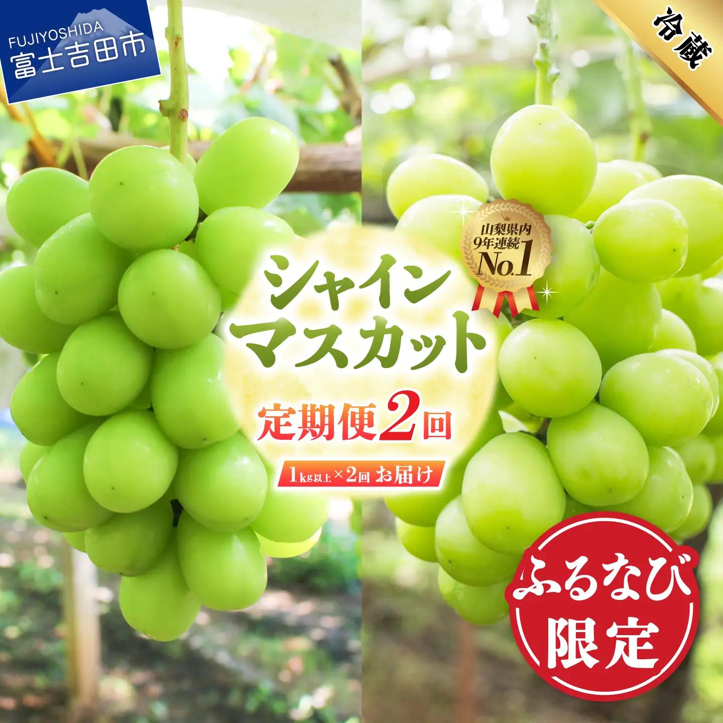 【ふるなび限定】 厳選シャインマスカット1kg以上×2回配送【2026年発送】シャインマスカット定期便 FN-Limited-PR