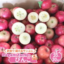 【ふるさと納税】青森県鰺ヶ沢町産りんご megumi farmのぴんこ【訳あり 超小玉サンふじ】（20～30玉入）　【 果物類 フルーツ 人気 産地直送 世界自然遺産りんご飴 甘口 安全 安心 】　お届け：2024年11月20日～2024年12月15日