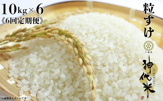 
                  《6回定期便》神代米（粒すけ）　精白米　10kg ／ 米 こめ コメ ごはん ご飯 神代米 粒すけ 令和7年産 精米 10kg 定期便 送料無料
                