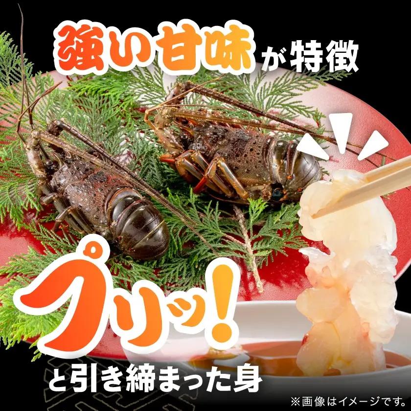 刺身用活〆冷凍伊勢海老420g【配送不可地域：離島】【1607614】