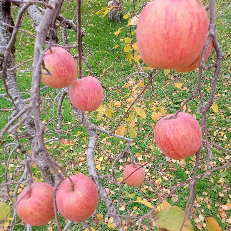 【早期予約】りんご 加積りんご 樹熟サンふじ特 約5kg｜ふじ 魚津市産 富山 リンゴ 林檎 くだもの 果物 フルーツ デザート 産地直送 富山県 ※北海道・沖縄・離島への配送不可 ※2024年12月