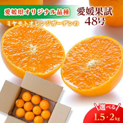 【ふるさと納税】甘平×まどんな「紅プリンセス」と同品種!愛媛果試48号(1.5kg/2kg)_ みかん ミカン 蜜柑 果物 くだもの フルーツ デザート 紅プリンセス おいしい 希少 ジューシー かんきつ 柑橘 柑橘類 国産 愛媛 愛媛県 八幡浜市 産直 産地直送 送料無料 【G1607364】