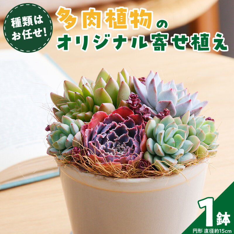 【ふるさと納税】【佳花園】多肉植物のオリジナル寄せ植え 愛知県 小牧市 送料無料