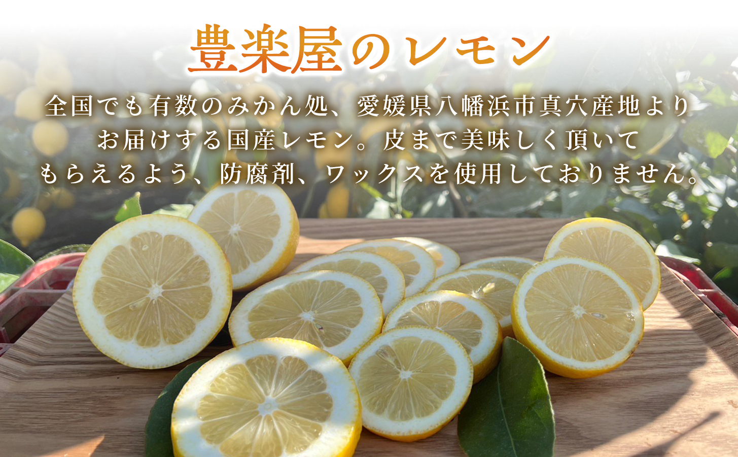 【定期便2ヶ月】【防腐剤・ワックス不使用で安心】真穴産地直送の国産レモン 瀬戸内レモン3kg サイズ2L大玉 1箱 全2回【98-29】YWTBU025