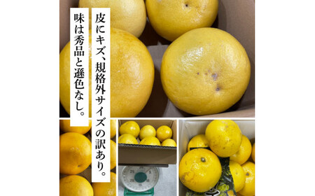 先行予約 土佐の柑橘 土佐文旦 5kg 詰め合わせ ちょっと訳あり 文旦 5キロ ぶんたん ブンタン 柑橘 高知県 高知 返礼品 故郷納税 9000円 果物 くだもの フルーツ お取り寄せ 美味しい 