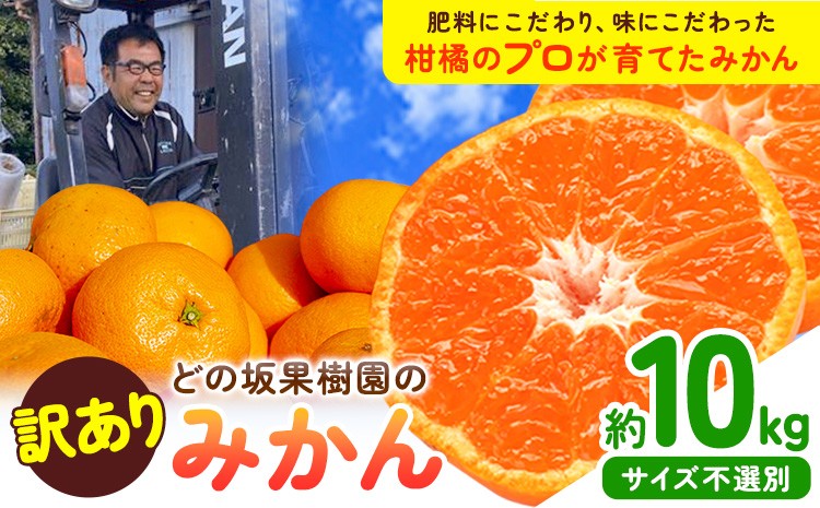 
                  みかん和歌山 訳あり 早生 みかん 10kg ( サイズ おまかせ ) どの坂果樹園《12月上旬-2月上旬頃出荷予定》 和歌山県 サイズ 不選別 訳あり みかん わけあり みかん 10kg みかん
                