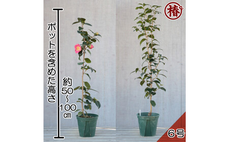 椿苗　美しく咲く厳選茶花品種5種セット