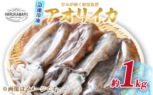 【先行予約】イカ お刺身で食べる 天然 アオリイカ 約1kg 【2025年10月中旬以降順次発送予定】活きたイカをご提供している漁師が活〆！急速冷凍 鮮度格別！若狭湾 福井 地物 海鮮 個別包装 真空パック 刺身 イカ丼 いか丼 焼きイカ 焼きいか 姿焼き 煮付け フライ 炒め物 [m36-b008]