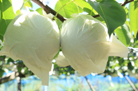 梨（かおり）（約5kg）【2024年発送分】