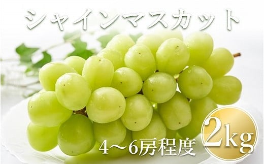 【先行予約】【数量限定】宮内果樹観光園のシャインマスカット 約2kg 5房前後 | フルーツ 果物 くだもの ぶどう ブドウ 葡萄 シャインマスカット マスカット 産地直送 大分県 中津市